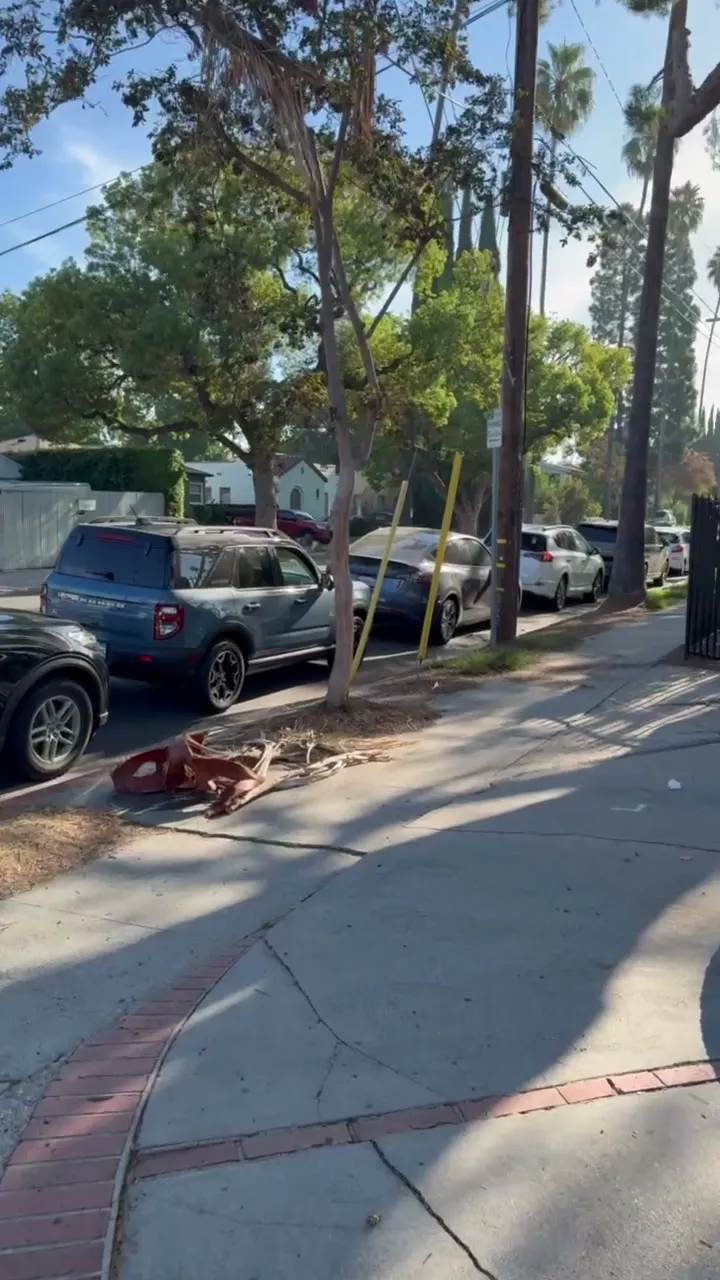 A line of cars waiting along a tree lined street for the drive through produce giveaway